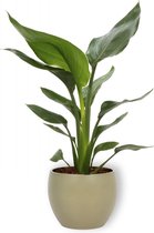 Kamerplant Strelitzia Reginae - Paradijsvogelbloem - ± 35cm hoog - 12cm diameter - in groene pot