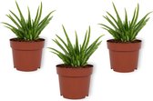 Set van 3 Kamerplanten - Aloe Vera - ± 30cm hoog - 12cm diameter