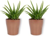 2x Kamerplant Aloë Vera – ±  25 cm hoog – 12cm diameter - in koperkleurige pot
