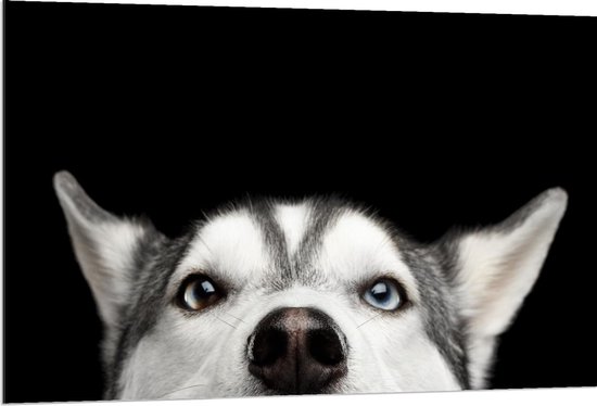 Dibond - Nieuwsgierige Husky op Zwarte Achtergrond - 120x80cm Foto op Aluminium (Wanddecoratie van metaal)