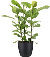 Kamerplant van Botanicly – Treurvijg incl. sierpot zwart als set – Hoogte: 105 cm – Ficus altissima