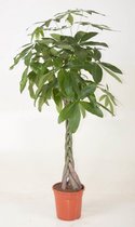 Kamerplant van Botanicly – Geldboom – Hoogte: 130 cm – Pachira aquatica