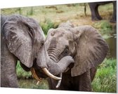 Wandpaneel Spelende olifanten  | 100 x 70  CM | Zilver frame | Wand-beugels (27 mm)