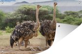 Tuindecoratie Vrouwelijke struisvogels - 60x40 cm - Tuinposter - Tuindoek - Buitenposter