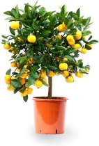 Sinaasappelboom M