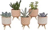 Vetplanten mix in terracotta betonpot op 3 pootjes | 5 stuks | Ø 5,5 cm |  11 - 16 cm