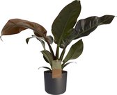 FloriaFor - Philodendron Imperial Red Feel Green Met Elho B.for Soft Antracite - - ↨ 45cm - ⌀ 14cm