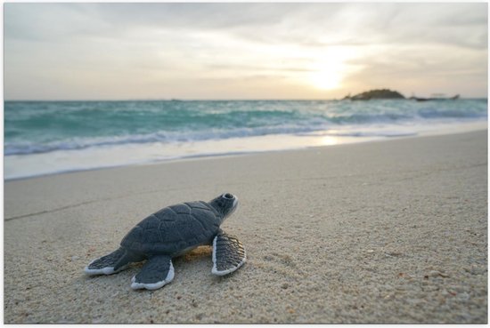 Poster – Babyschildpad op weg naar de Grote Zee - 90x60cm Foto op Posterpapier