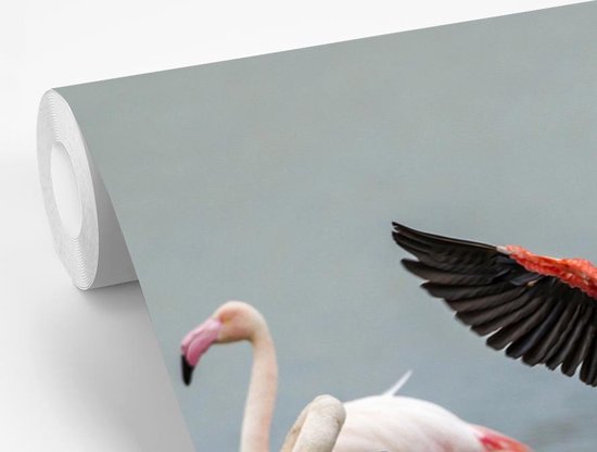 Flamingo qui s'étend 330x220 cm