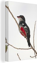 Rouge avec oiseau Tocororo noir assis sur une branche 60x90 cm - Tirage photo sur toile (Décoration murale salon / chambre)