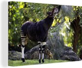 Canvas Schilderij Okapi die bladeren eet in het grasland - 30x20 cm - Wanddecoratie