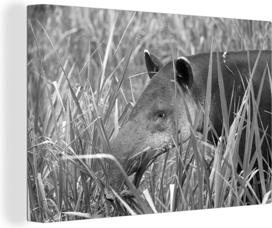 Canvas schilderij 180x120 cm - Wanddecoratie Midden-Amerikaanse Tapir in het nationaal park van Costa Rica in zwart wit - Muurdecoratie woonkamer - Slaapkamer decoratie - Kamer accessoires - Schilderijen