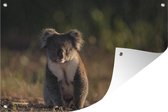 Muurdecoratie Koala - Zon - Dier - Kinderen - Jongens - Meisjes - 180x120 cm - Tuinposter - Tuindoek - Buitenposter