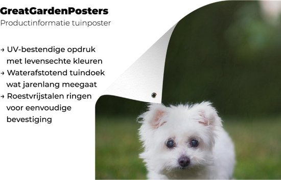 Affiche de jardin chien maltais sur pelouse 120x180 cm - Toile de jardin / Toile d'extérieur / Peintures d'extérieur (décoration de jardin) XXL / Groot format!