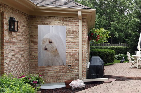 Un chien maltais blanc regardant par la fenêtre Affiche de jardin 80x120 cm - Toile de jardin / Toile d'extérieur / Peintures d'extérieur (décoration de jardin)