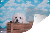Tuindecoratie Maltezer hond in een houten doos - 60x40 cm - Tuinposter - Tuindoek - Buitenposter