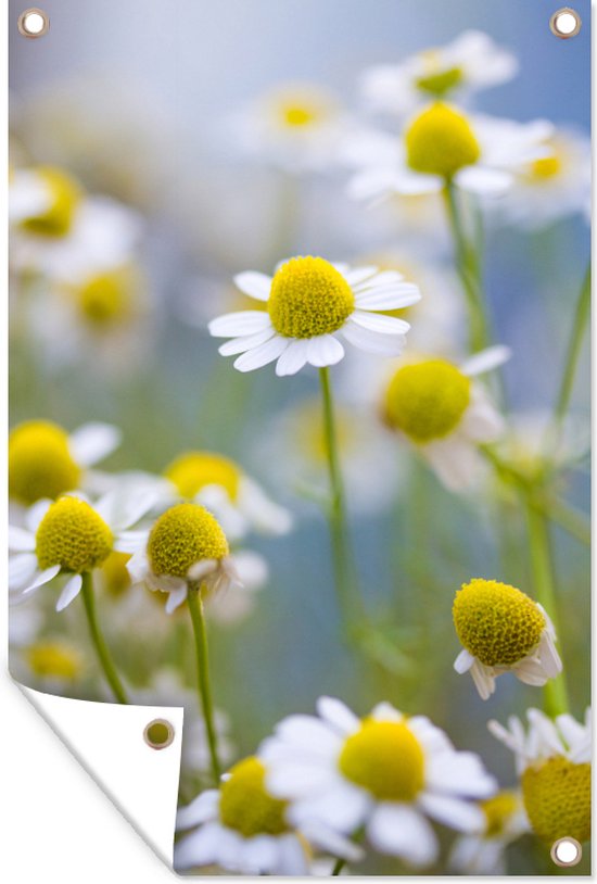 Tuinposters buiten Close-up van kamille - 60x90 cm - Tuindoek - Buitenposter