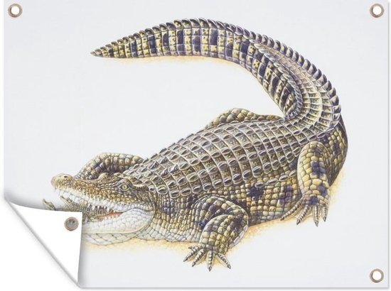 Tuin decoratie Krokodil - Baby - Wit - 40x30 cm - Tuindoek - Buitenposter