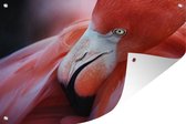 Muurdecoratie Close-up van een flamingo - 180x120 cm - Tuinposter - Tuindoek - Buitenposter