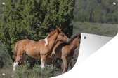 Tuindecoratie Paarden - Veulen - Gras - 60x40 cm - Tuinposter - Tuindoek - Buitenposter