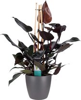 Decorum Philodendron Ruby  - Pyramide in ELHO Round (antraciet) – ↨ 70cm – ⌀ 20cm