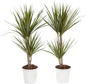 Dracaena Marginata – ↨ 75cm – ⌀ 17cm