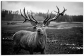 Dibond - Aankijkend hert (zwart/wit) - 60x40cm Foto op Aluminium (Met Ophangsysteem)
