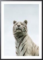 Poster Met Zwarte Lijst - Panthera Tigris Poster