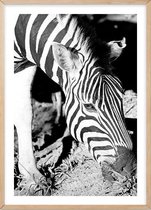 Poster Met Eiken Lijst - Mlilwane Zebra Poster