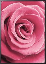 Poster Met Zwarte Lijst - Roze Roos Poster