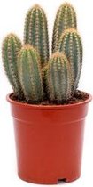 Cactus - Kamerplant - 35cm