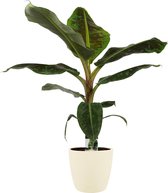 Decorum Musa Dwarf Cavendish - Kamerplant - Bananenplant - Met Elho® Brussels Bloempot Soap  - 80cm