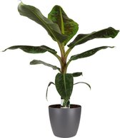 Decorum Musa Dwarf Cavendish - Kamerplant - Bananenplant - Met Elho® Brussels Bloempot Antracite  - 80cm
