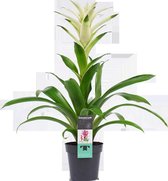 Decorum Guzmania - Kokerplant - Kamerplant - Mara - 60cm - ø13cm