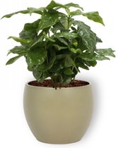 Kamerplant Coffea Arabica – Koffieplant - ± cm hoog – 12 cm diameter - in groene pot