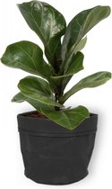 Kamerplant Ficus Bambino – Vioolplant - ± 30cm hoog – 12 cm diameter - in zwarte sierzak