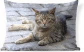 Buitenkussens - Tuin - Liggende kat op stoep - 60x40 cm