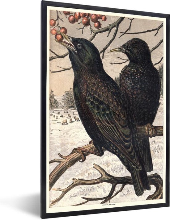 Photo dans le cadre - Cadre photo ancien oiseaux étourneaux noir sans passe partout 30x40 cm - Affiche encadrée (Décoration murale salon / chambre)