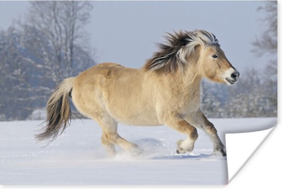 Fjord Paard Dat Door De Sneeuw Rent 90x60 Cm Foto Print Op Poster fjord-paard-dat-door-de-sneeuw-rent-90x60-cm-foto-print-op-poster