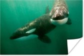 Poster Twee orka's in het water - 90x60 cm