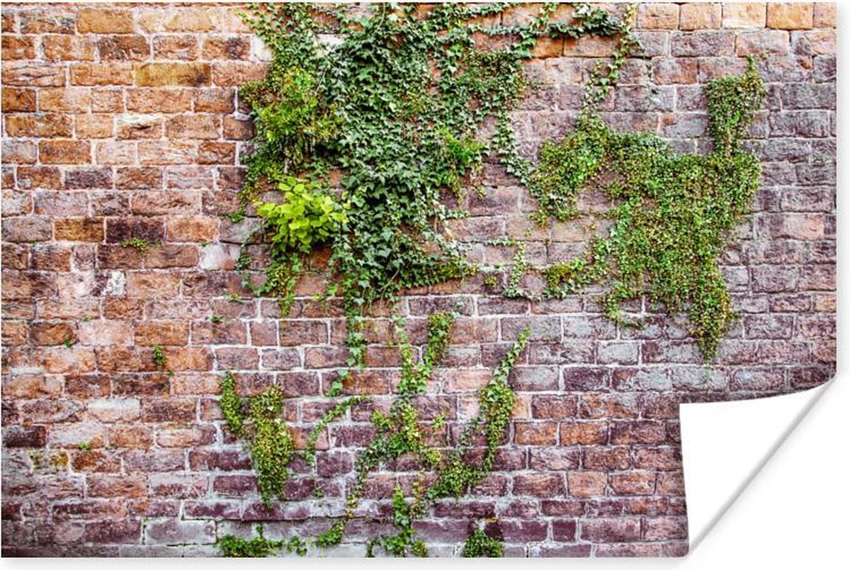 Poster Klimplanten Op Een Oude Muur Met Bakstenen 120x80 Cm 1633