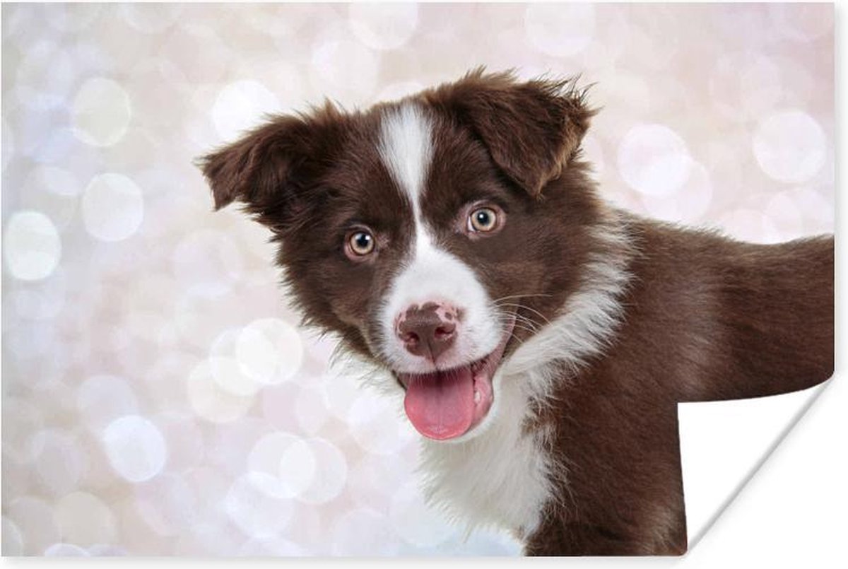 Bruinwitte border collie pup steekt zijn tong uit poster papier 120x80 cm Foto...