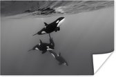 Zwemmende orka's - zwart-wit poster papier 60x40 cm - Foto print op Poster (wanddecoratie woonkamer / slaapkamer) / Wilde dieren Poster