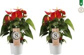 (2 stuks) Anthurium Red Champion - Kamerplant - 20cm