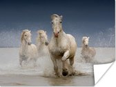 Poster Paarden - Water - Frankrijk - 120x90 cm