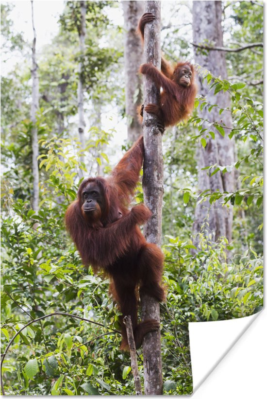 Poster Orang-Oetan en kind in het Nationaal Park Tanjung Puting op Borneo - 60x90 cm