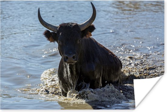 Poster Un taureau sort de l'eau en Camargue - 30x20 cm