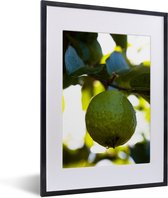 Fotolijst incl. Poster - Close-up van guave fruit in een boom met zonlicht erachter - 30x40 cm - Posterlijst