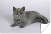 Poster Liggende Britse korthaar kitten - 90x60 cm