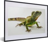 Fotolijst incl. Poster - Een groene hagedis tegen een witte achtergrond - 40x30 cm - Posterlijst